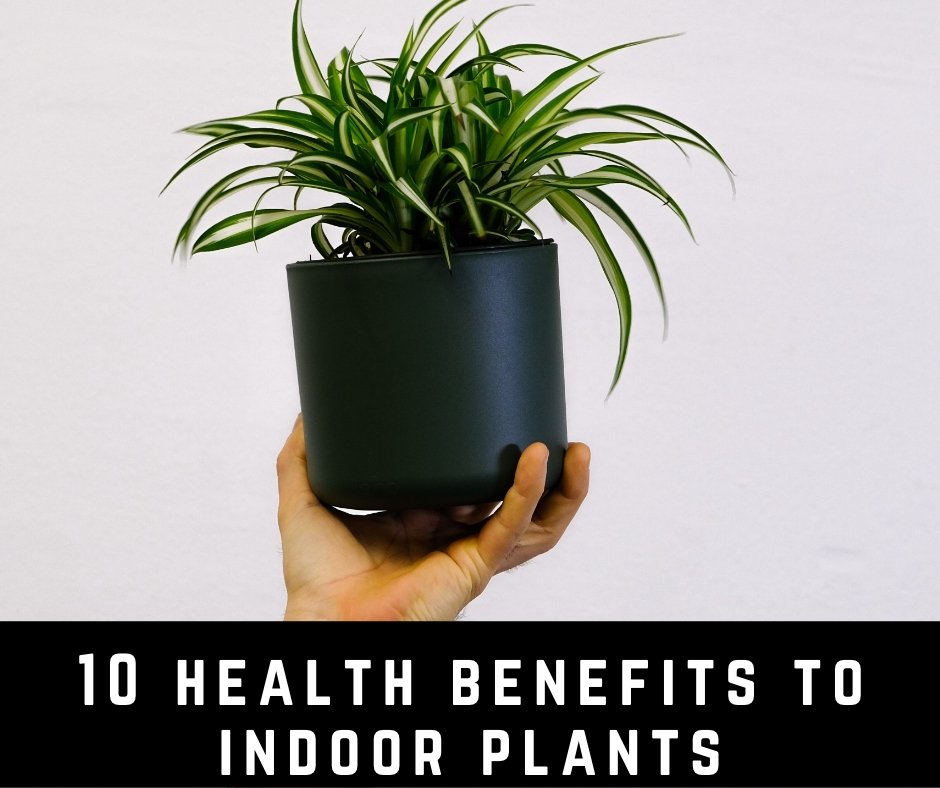 10 Health Benefits of Low-Maintenance Plants in your Home - Rustic Furniture Outlet
